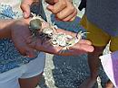crab1.jpg